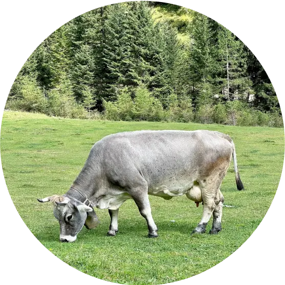 cow